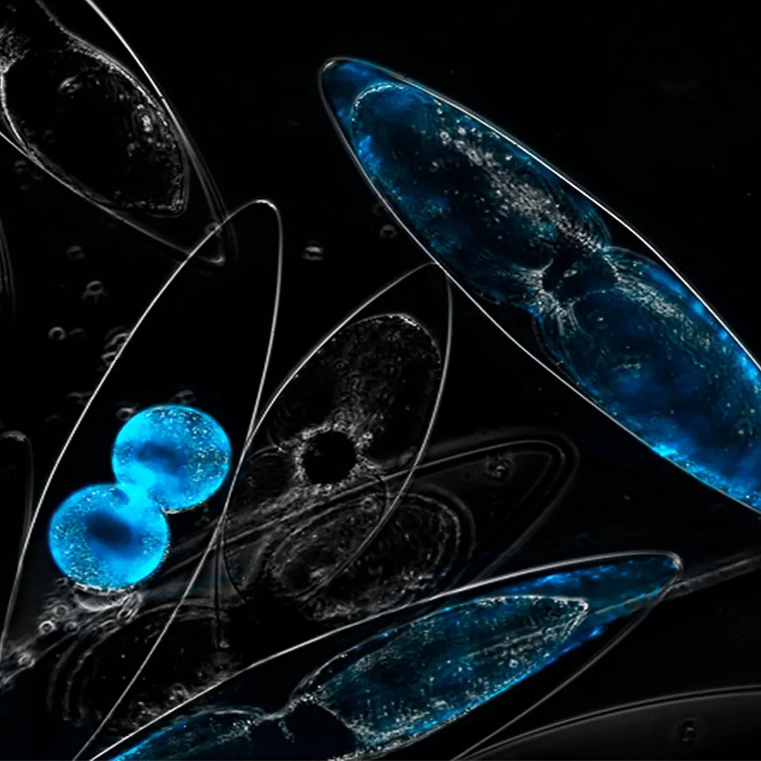 Bioluminescent PyroDinos with DinoNutrients